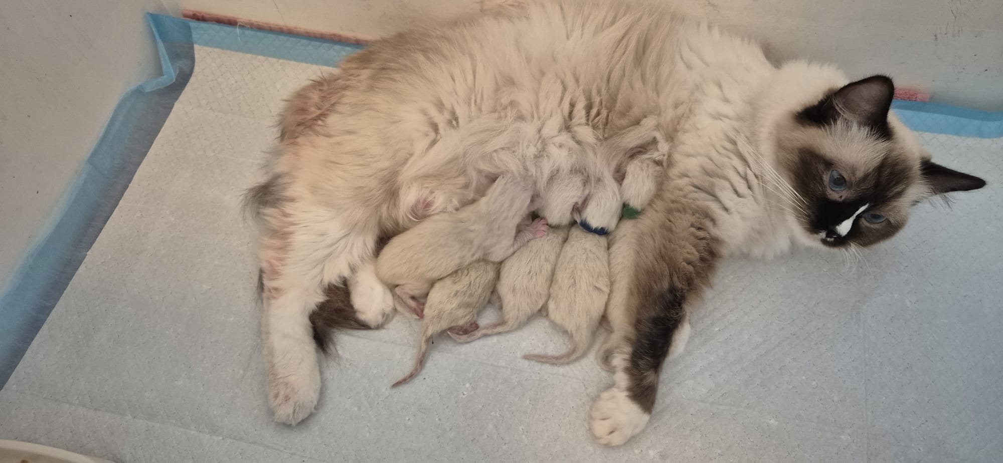 WhatsApp Bild 2025 11 29 um 17.10.37 45557c6a